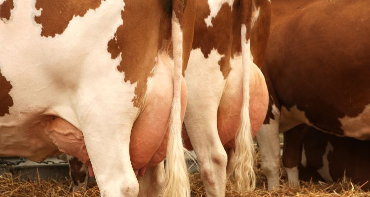 Come Prevenire la Mastite Nei Bovini: Partiamo Dalla Stalla!