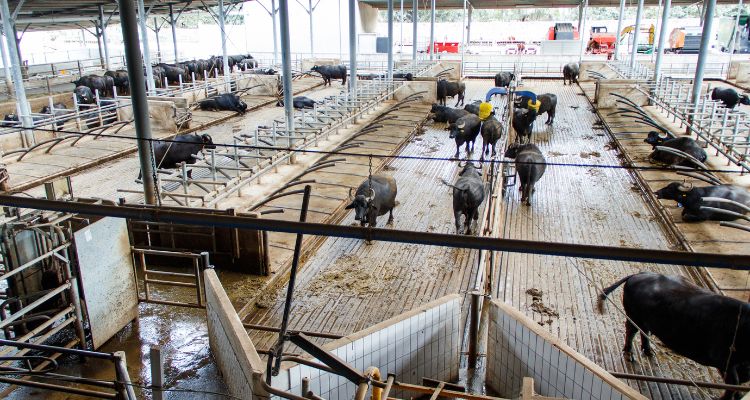 Come evitare sprechi e cali produttivi scegliendo il carro miscelatore giusto