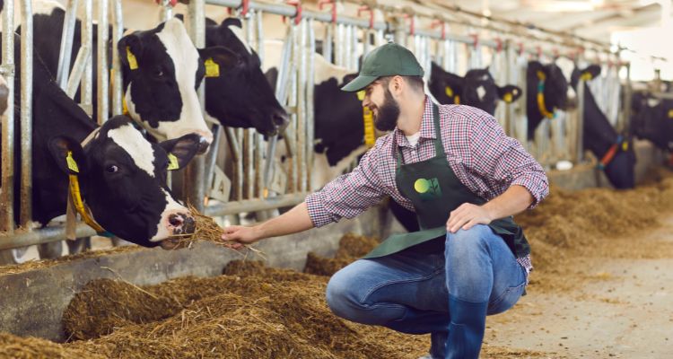 Come adattare la razione estiva per ridurre lo stress da caldo nelle bovine da latte
