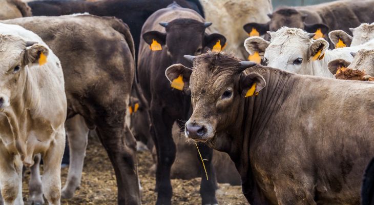 Alimentazione di precisione in autunno: il carro miscelatore per mantenere la mandria in forma