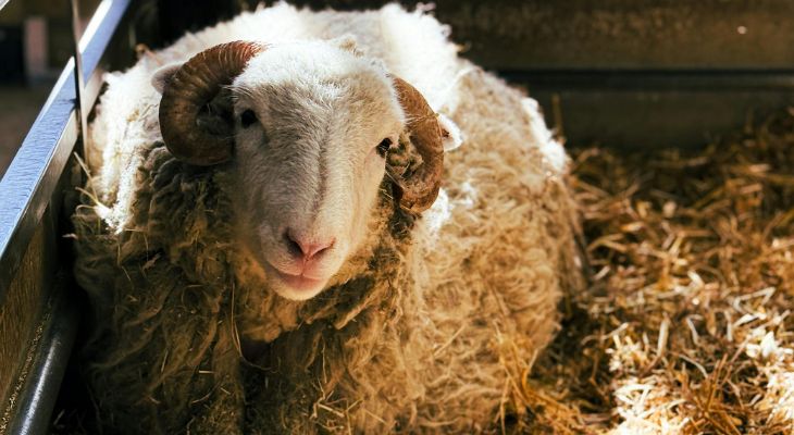 Paglia Asciutta e Confortevole: la Base Per un Inverno Sereno in Stalla Paglia Asciutta e Confortevole: la Base Per un Inverno Sereno in Stalla